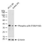 Phospho-p38 MAPK alpha (Thr180, Tyr182) Antibody in Western Blot (WB)