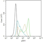 p38 MAPK alpha Antibody in Flow Cytometry (Flow)