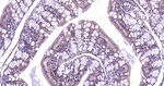 p38 MAPK alpha Antibody in Immunohistochemistry (Paraffin) (IHC (P))