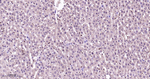 p38 MAPK alpha Antibody in Immunohistochemistry (Paraffin) (IHC (P))