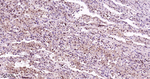 p38 MAPK alpha Antibody in Immunohistochemistry (Paraffin) (IHC (P))