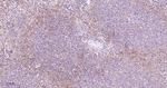 p38 MAPK alpha Antibody in Immunohistochemistry (Paraffin) (IHC (P))