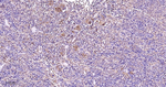 p38 MAPK alpha Antibody in Immunohistochemistry (Paraffin) (IHC (P))