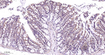 p38 MAPK alpha Antibody in Immunohistochemistry (Paraffin) (IHC (P))