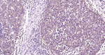 p38 MAPK alpha Antibody in Immunohistochemistry (Paraffin) (IHC (P))
