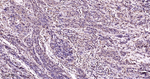 p38 MAPK alpha Antibody in Immunohistochemistry (Paraffin) (IHC (P))