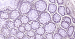 p38 MAPK alpha Antibody in Immunohistochemistry (Paraffin) (IHC (P))