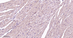 p38 MAPK alpha Antibody in Immunohistochemistry (Paraffin) (IHC (P))
