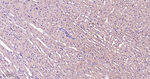 p38 MAPK alpha Antibody in Immunohistochemistry (Paraffin) (IHC (P))