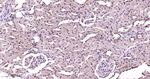 p38 MAPK alpha Antibody in Immunohistochemistry (Paraffin) (IHC (P))