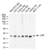 p38 MAPK alpha Antibody in Western Blot (WB)