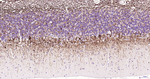 NF-L Antibody in Immunohistochemistry (Paraffin) (IHC (P))