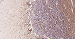 NF-L Antibody in Immunohistochemistry (Paraffin) (IHC (P))