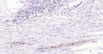 NF-L Antibody in Immunohistochemistry (Paraffin) (IHC (P))