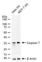 Caspase 7 Monoclonal Antibody (SB66)