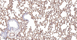 TGM2 Antibody in Immunohistochemistry (Paraffin) (IHC (P))