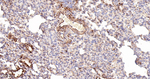 TGM2 Antibody in Immunohistochemistry (Paraffin) (IHC (P))
