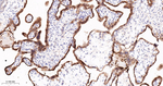 TGM2 Antibody in Immunohistochemistry (Paraffin) (IHC (P))