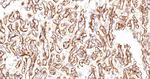 TGM2 Antibody in Immunohistochemistry (Paraffin) (IHC (P))