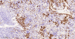 Myeloperoxidase Recombinant Rabbit Monoclonal Antibody (SB135)