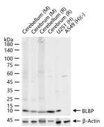 FABP7 Antibody in Western Blot (WB)