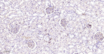 Nestin Monoclonal Antibody (9F5)