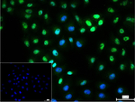 FSTL3 Antibody in Immunocytochemistry (ICC/IF)