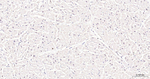 FSTL3 Antibody in Immunohistochemistry (Paraffin) (IHC (P))
