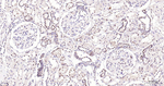 FSTL3 Antibody in Immunohistochemistry (Paraffin) (IHC (P))