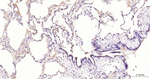 FSTL3 Antibody in Immunohistochemistry (Paraffin) (IHC (P))