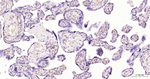 FSTL3 Antibody in Immunohistochemistry (Paraffin) (IHC (P))