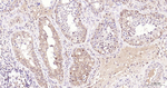 FSTL3 Antibody in Immunohistochemistry (Paraffin) (IHC (P))