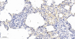 p21 Antibody in Immunohistochemistry (Paraffin) (IHC (P))