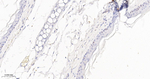 p21 Antibody in Immunohistochemistry (Paraffin) (IHC (P))