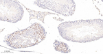 p21 Recombinant Rabbit Monoclonal Antibody (9A1)