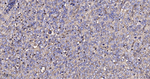 uPAR Antibody in Immunohistochemistry (Paraffin) (IHC (P))