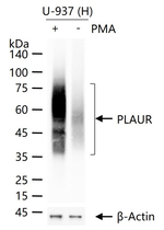 uPAR Antibody in Western Blot (WB)