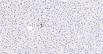 CD86 Antibody in Immunohistochemistry (Paraffin) (IHC (P))