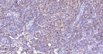 CD86 Antibody in Immunohistochemistry (Paraffin) (IHC (P))