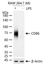 CD86 Antibody in Western Blot (WB)