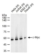 c-Myc Antibody in Western Blot (WB)