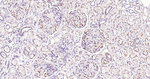 VEGF Antibody in Immunohistochemistry (Paraffin) (IHC (P))
