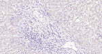 VEGF Antibody in Immunohistochemistry (Paraffin) (IHC (P))