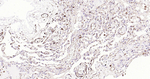 VEGF Antibody in Immunohistochemistry (Paraffin) (IHC (P))