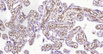 VEGF Antibody in Immunohistochemistry (Paraffin) (IHC (P))