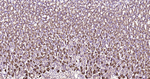IkB alpha Antibody in Immunohistochemistry (Paraffin) (IHC (P))