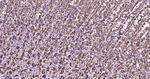 IkB alpha Antibody in Immunohistochemistry (Paraffin) (IHC (P))