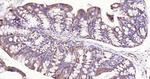 IkB alpha Antibody in Immunohistochemistry (Paraffin) (IHC (P))