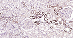 IkB alpha Antibody in Immunohistochemistry (Paraffin) (IHC (P))