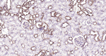 IkB alpha Antibody in Immunohistochemistry (Paraffin) (IHC (P))